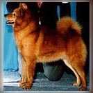 CH Tanssi Inua Midnight Phantom