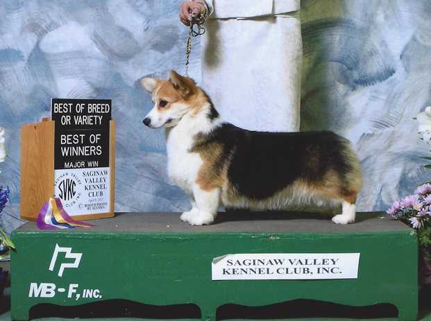 AKC GCH CH Triple Tac's Dancing Lucy