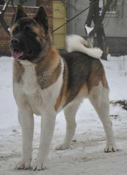 Dem-Be's Roman Vespasian