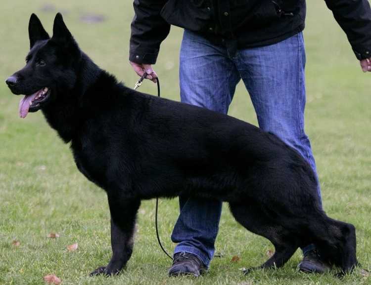 V, CAC,R.CACIB Lord Ad-Gür