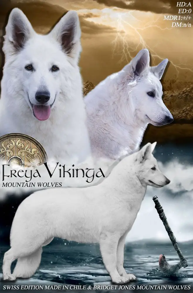 Freya Vikinga Mountain Wolves