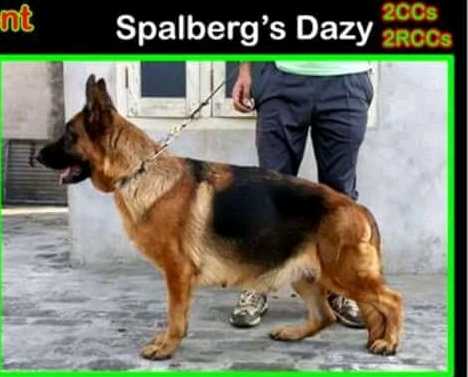Spalberg's Dezy