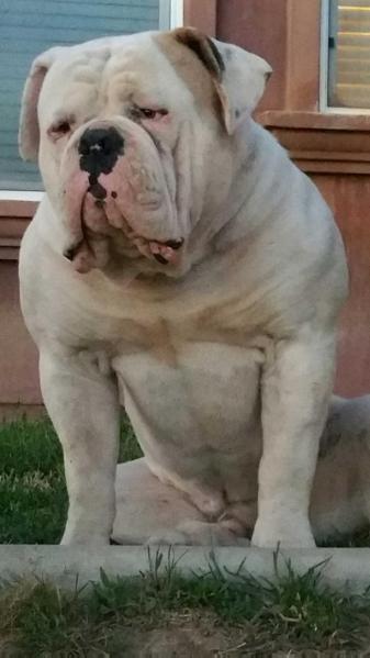 World ReNowned American Bulldog's Sammy The Bull Gra'Fatso