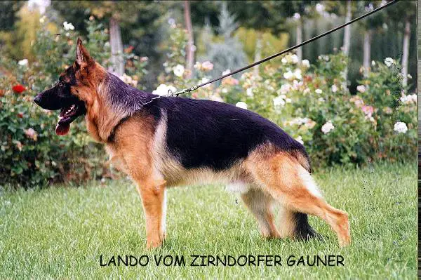 SG Lando vom Zirndorfer Gauner