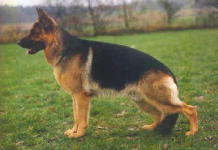 V 1 Henry vom Emkendorfer Park