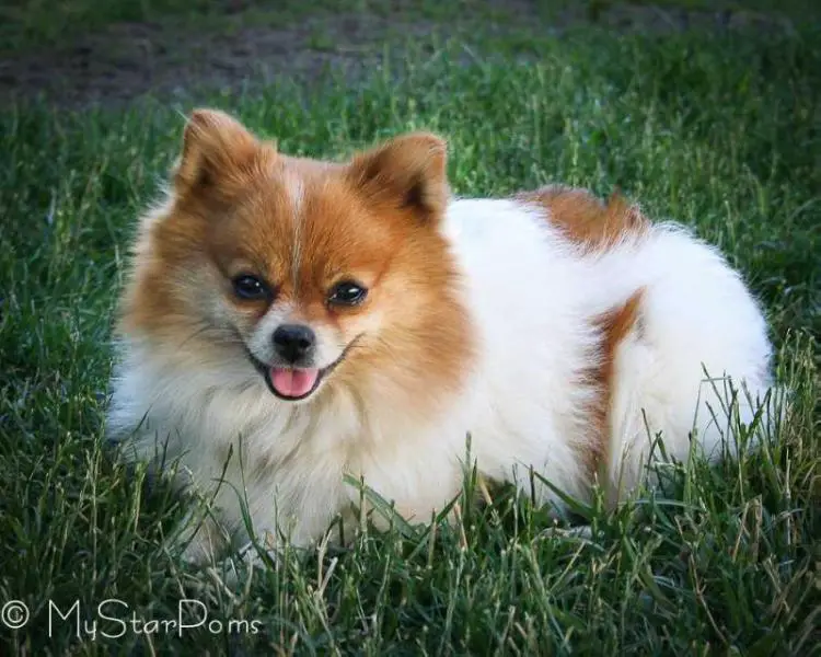 My Little Princes daisy May