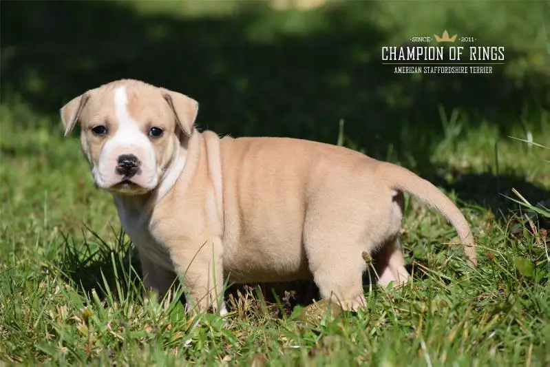 11xVP,Best Baby,5xBest Puppy 4xPuppy BOB Judge Yourself Champion Of Rings