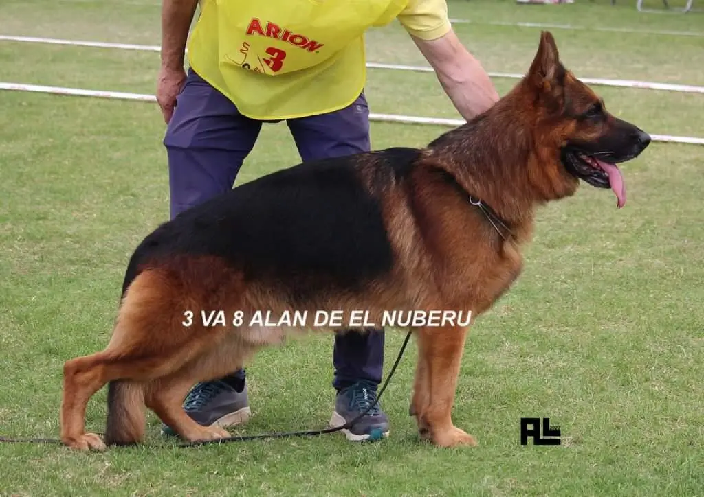 VA 8 Alan de El Nuberu