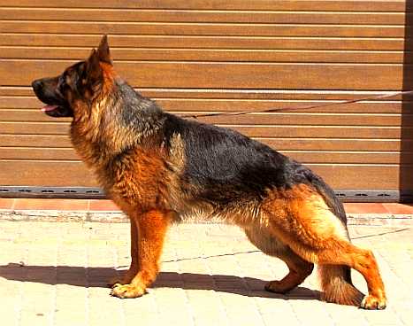 HARY z Bawarii