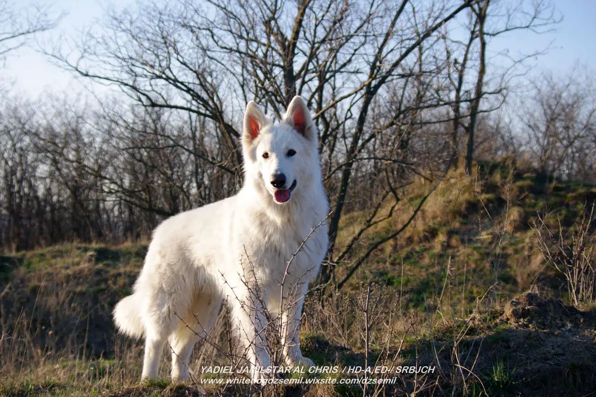 SRBJCH,HUCH YADIEL JAMILSTAR AL CHRIS