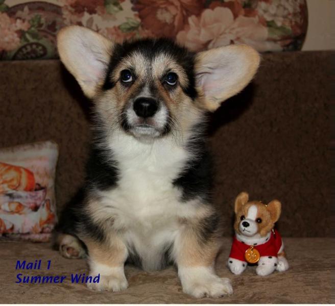 Aksy Oma Summer Wind