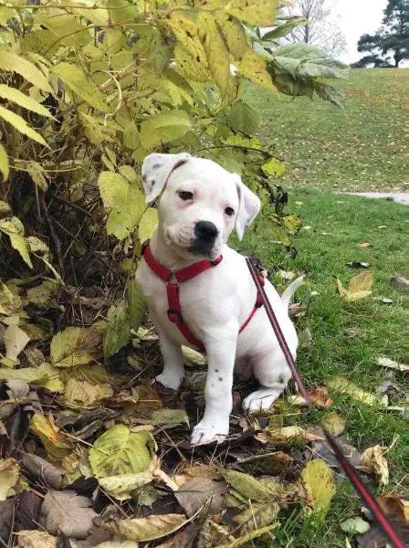 CCBulls It's a Chopper baby aka Linus