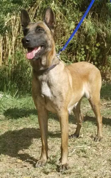 Leyla Des Contes d'Hoffmann