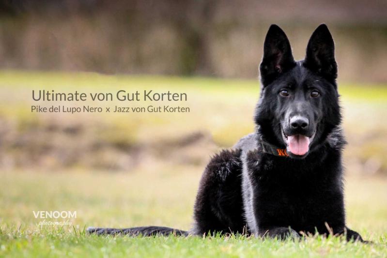 Ultimate von Gut Korten