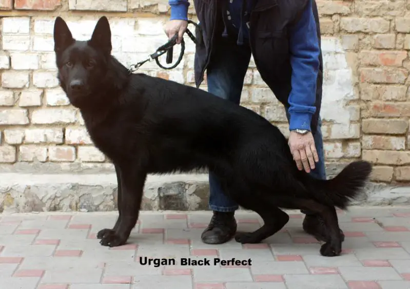 Urgan Black Perfect