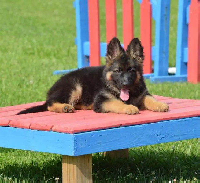 Princess Leia Vom Maximus