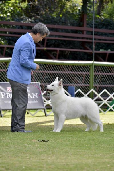WW2022*-CH-JCH CHI, GCH-CH ARG-GCH-CH CH Alexia De La Condesa del Alba