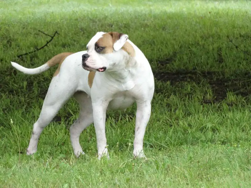 ABA Jr. Champion & ABA Champion Warrior AB's Red Raven