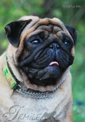 CH RKF Jrmile Punch Chezare