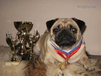 Zhemchuzhina Imperatritsy Ya Dlia Chubby Cheeks