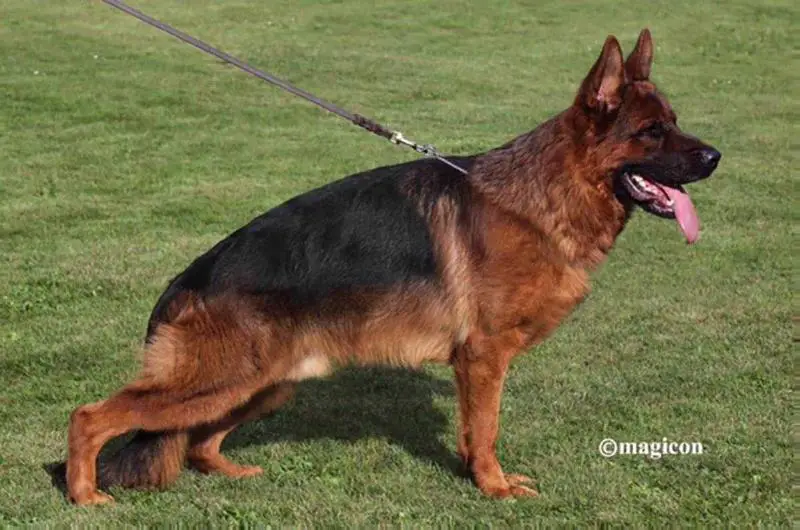 V(BSZS) Yango aus Agrigento