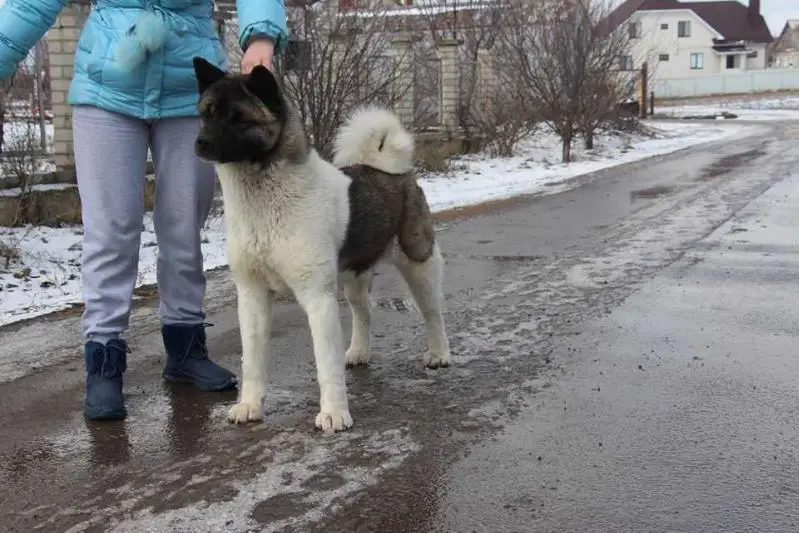 Amikus X-Clusive Tayris Avrora