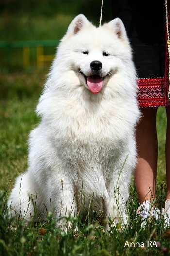 JCH UKU   JUNIOR GRAND CHAMPION OF UKRAINE   CHAMPION OF UKR Narodniy Lubimets S Hutora Dykanki