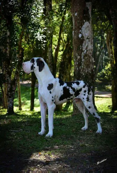 Zeus AR da Fazenda Aruanda