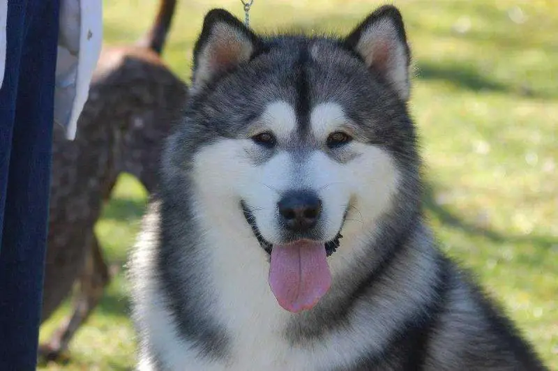 Silverice´s Put Your Paws Up