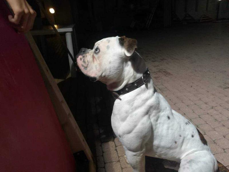 Bonaduce's ACHILLE of Dream House