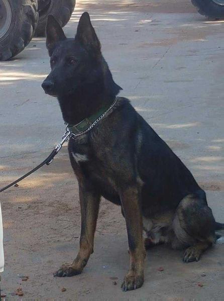 Prince of the Night von MalVen