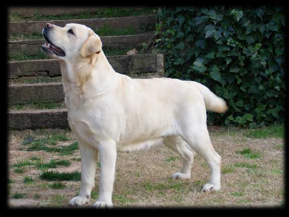 Inspiration (Swanslake)