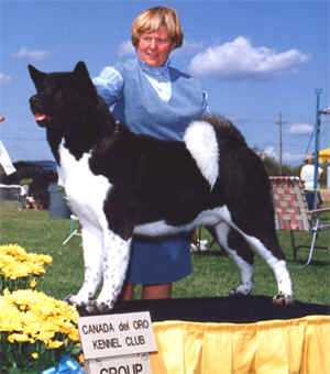 AKC CH Tamarlane's Top Quark