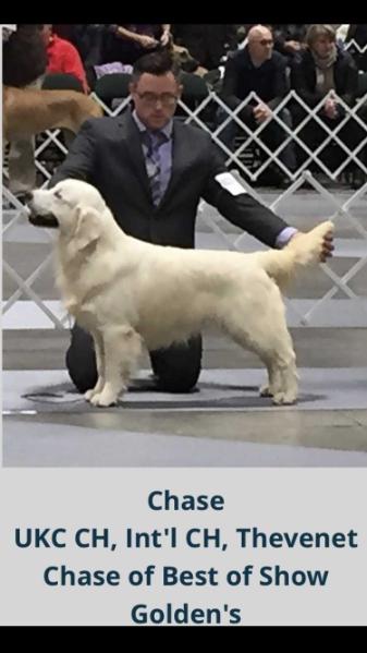 UKC Ch, INT Ch Puppy Thevenet Chase Of Best Of Show Goldens