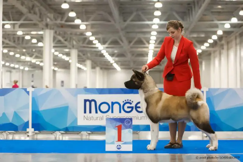 BPIS, BPISS RUS/BLR/LV/LT CH, RUS JCH Beliy Uragan Wind Of Change At Redient