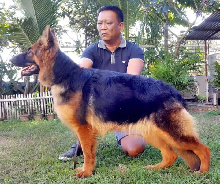 SG2, SG3, 2x VV1, VV2 Emma of Benaiko