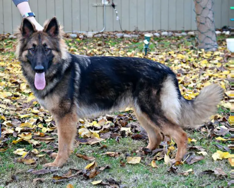 Loujuan's Mocha Java of Sprague