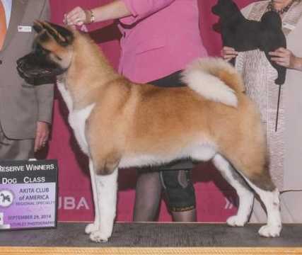 AKC GCH Shinto's Calm Cool & Collected At CAS