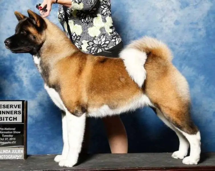 AKC GCH CAS Element Of Luck At Matagi