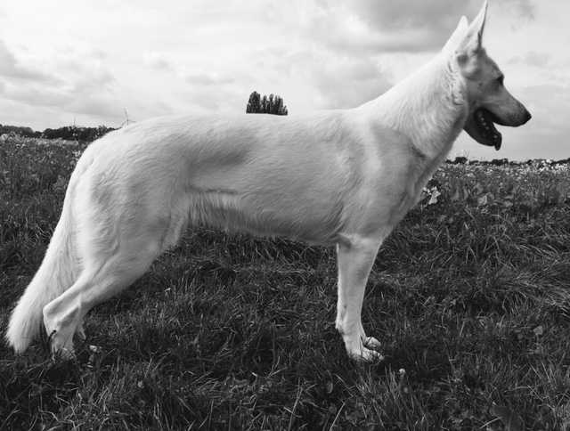 Legend of White Heaven