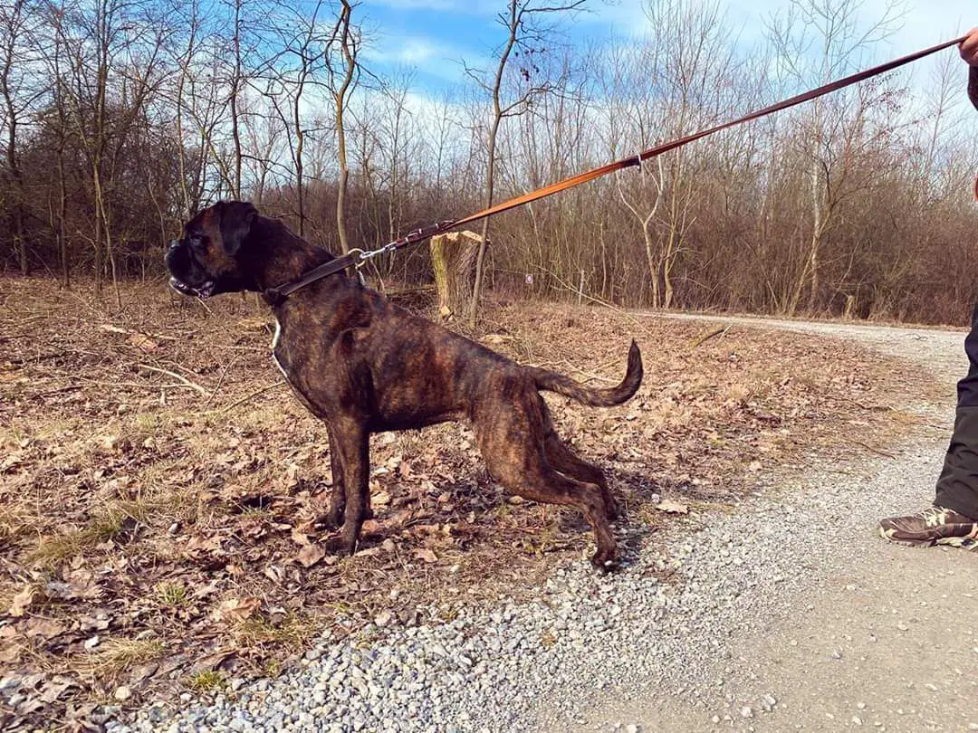 XANTHIRA Fender Edda