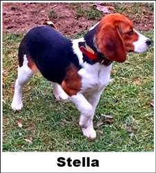 Laneline Stella