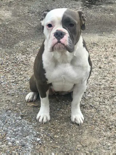 Br. Isaac’s Camille of Heart of Faith