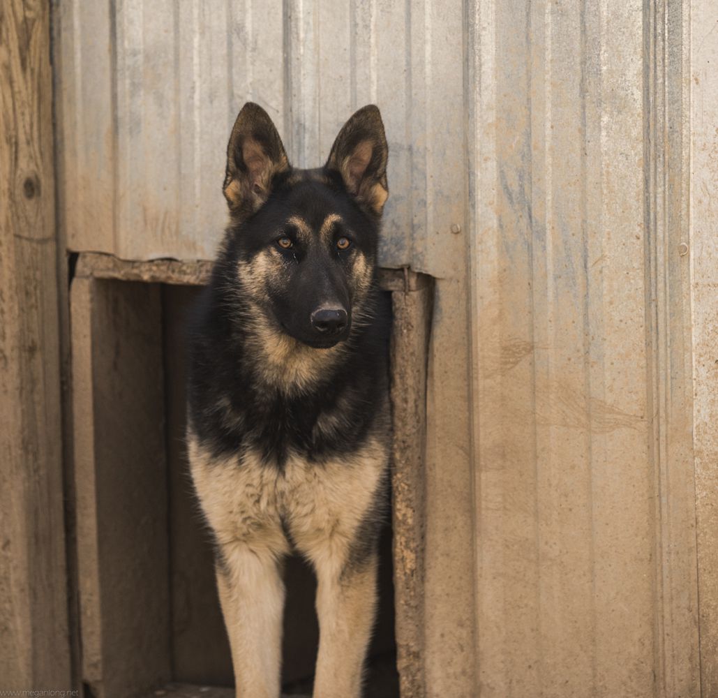 Whisper vom Golden Haus