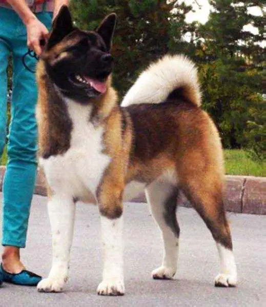 RUS CH, RUS JCH Siberian Hunter Alicia
