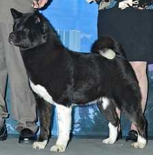 UKC/INT'L CH Ursa Major's Sparkling Solitaire