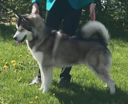 Lueldar Stardust Legacy