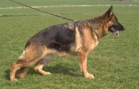 VA Zora vom Baronenwald