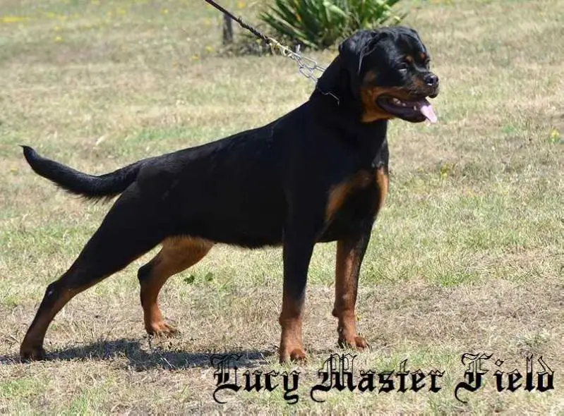 Lucy Master Field