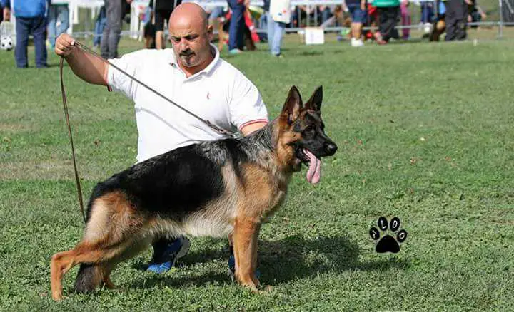 SG Honda della Valcuvia